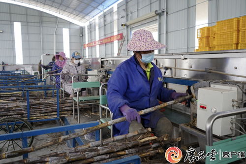 象州甘蔗種莖加工廠開工,助力農民增收致富